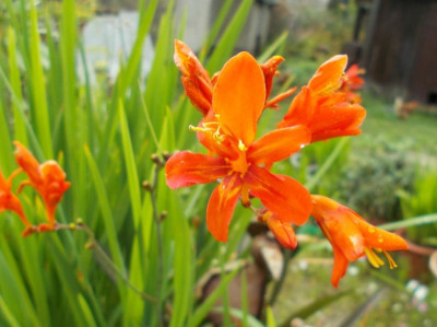 DSCN3184_Crocosmia_Anne_Marie.jpg
