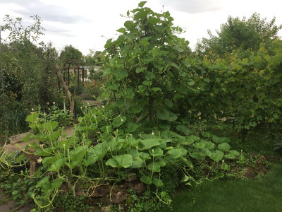 Zucchini lunghe 210803.JPG