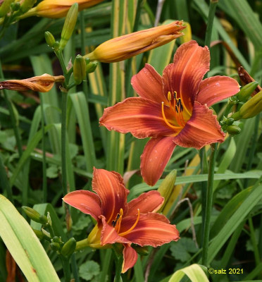 Spaetes Orange 2021.jpg