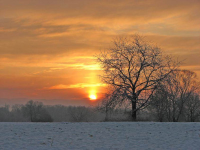 BAUM_WINTER.jpg