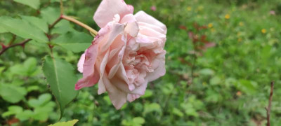 IMG_20210803_200029.jpg