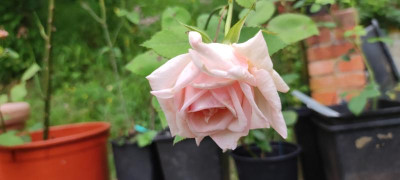 IMG_20210803_195322.jpg
