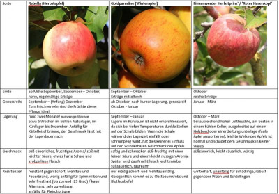 Apfel.png