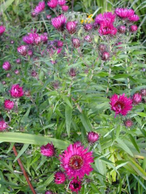 Aster_Samling.jpg