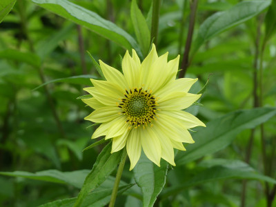 2021-08-05 Helianthus 1.jpg