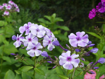 2021-08-05 Phlox 1.jpg