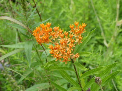 2021-08-05 Asclepias tuberosa.jpg