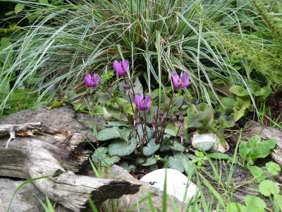 2021-08-05 Cyclamen purpurascens 1.jpg