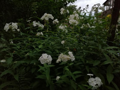 IMG_20210805_195647[1].png