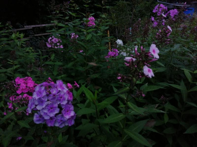 IMG_20210805_194336[1].png
