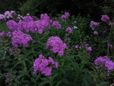 IMG_20210805_194447[1].png