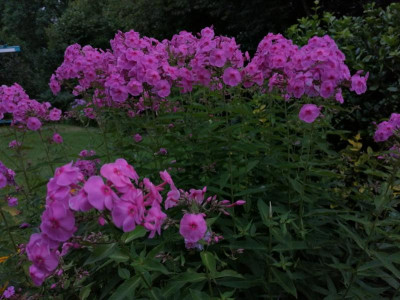 IMG_20210805_194434[1].png