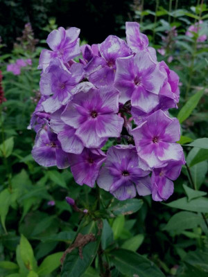 IMG_20210805_193910[1].png