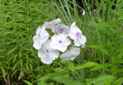 2021-08-05 Phlox 'Laubenpieper' 1.jpg