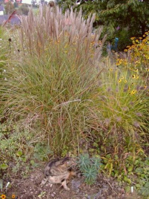 Miscanthus_klein.jpg