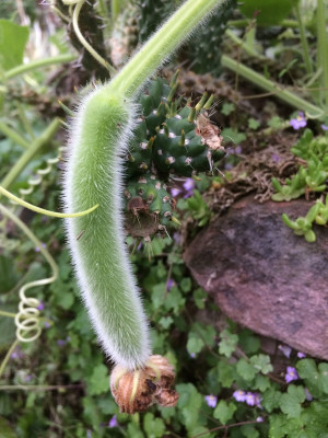 Zucchini lunghe junge Frucht.JPG