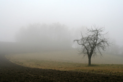 Nebel-Baum_1.jpg