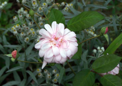 Perle_dOr4_600.jpg