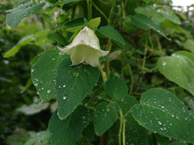 Codonopsis.JPG