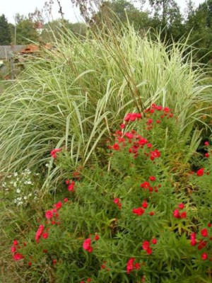 Miscanthus_var._Aster.jpg
