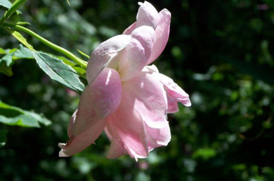 Windflower640.jpg