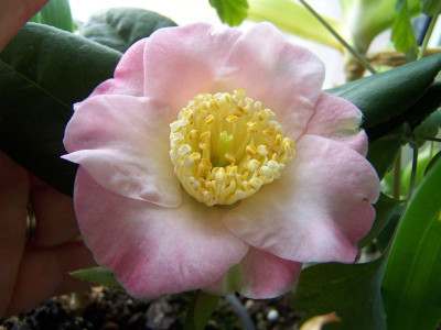 100_0884_Camellia_jap._Higo_Gosho_zakura__800.jpg