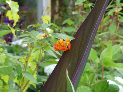 2021-08-06 Impatiens capensis.jpg