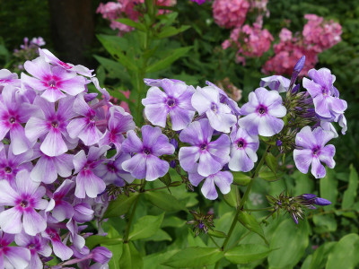 2021-08-06 Phlox 2.jpg