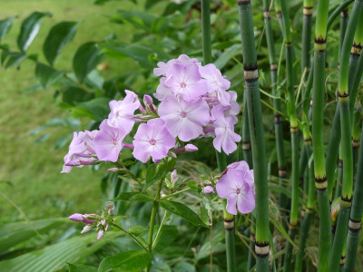 2021-08-06 Phlox 4.jpg