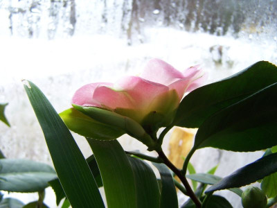 100_0885_Cam._jap._Gosho_zakura_cote__800.jpg