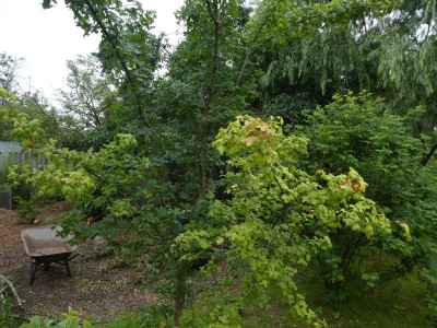 Acer monsspessulanum krank 1.jpg