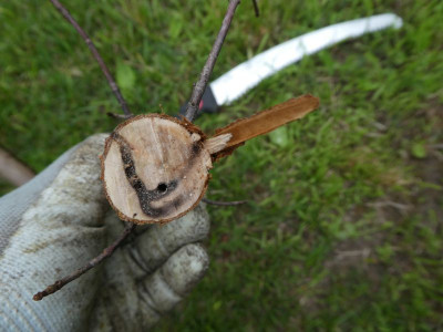 Acer monsspessulanum krank 4.jpg