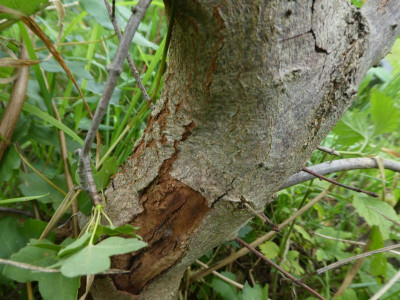 Acer monsspessulanum krank 2.jpg