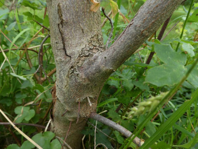Acer monsspessulanum krank 3.jpg