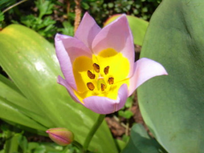 Tulipa_2___________Wildtulpe.JPG