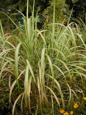 Miscanthus_Cabaret_1.jpg