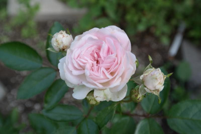 Souvenir de Madmoiselle Juliett de Bicard-3.JPG
