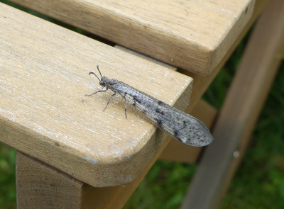 2021-08-07 Insekten 2.jpg