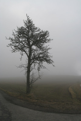 Nebelig-2.jpg