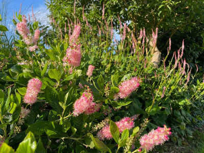 Clethra alnifolia Ruby Spice August 2021.jpg