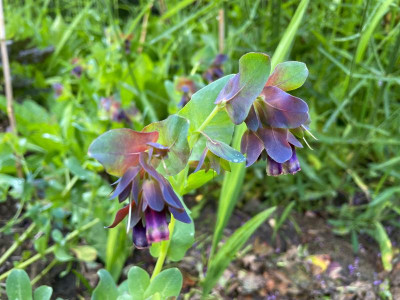 Cerinthe major Purpurascens August 2021.jpg