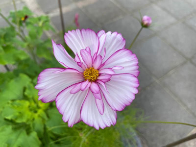 Cosmos bipinnatus August 2021.jpg
