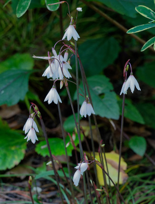 DSC_2677_DxO.jpg
