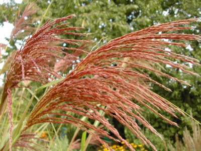 Miscanthus_Bluten_unbek.jpg