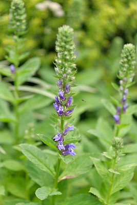 Lobelia-Aug0821_004_00001.jpg