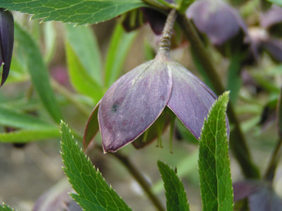helleborus_croaticus_kat.jpg