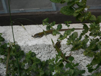 DSCN2491.JPG