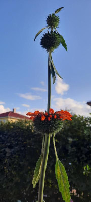 20210808_185630.jpg