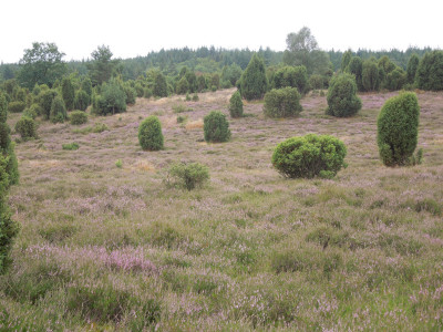 Ellerndorfer_Wacholderheide_1.jpg