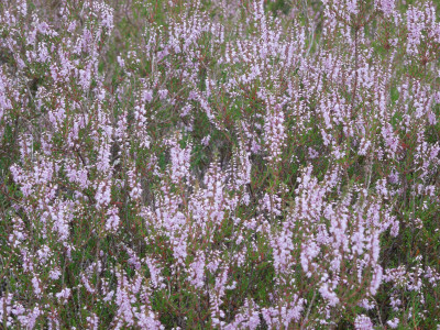Ellerndorfer_Wacholderheide_2.jpg